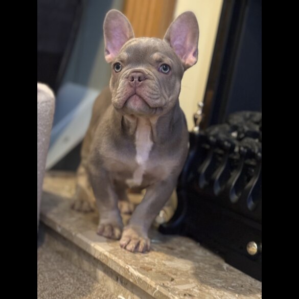 French Bulldog - Both