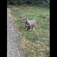 French Bulldog - Both