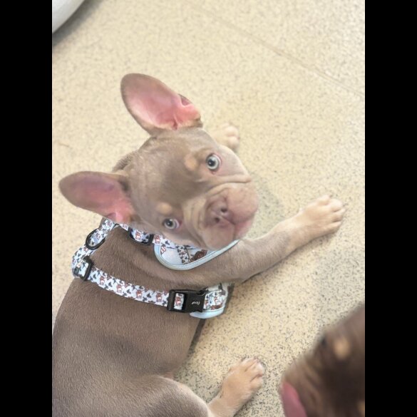 French Bulldog - Both