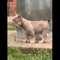 French Bulldog - Both
