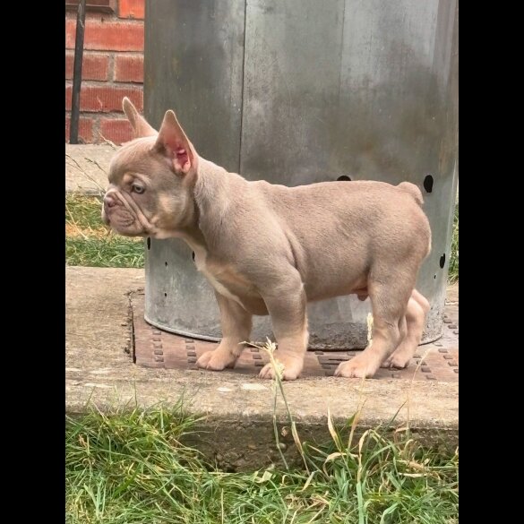 French Bulldog - Both
