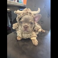 French Bulldog - Both
