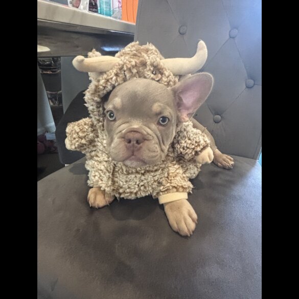 French Bulldog - Both