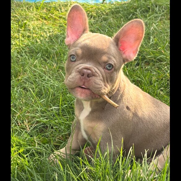 French Bulldog - Both