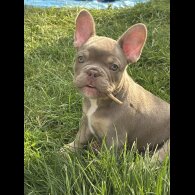 French Bulldog - Both