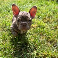 French Bulldog - Both