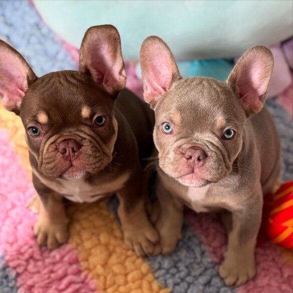 French Bulldog - Both