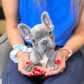 French Bulldog - Both