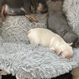 French Bulldog - Both