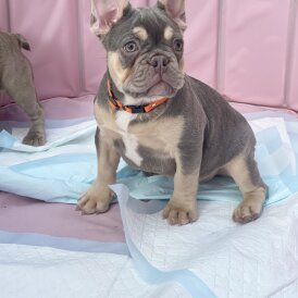 French Bulldog - Both