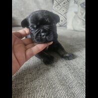French Bulldog - Both
