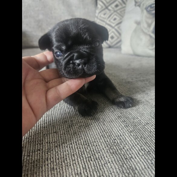 French Bulldog - Both