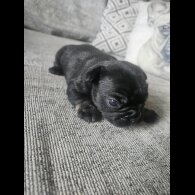 French Bulldog - Both