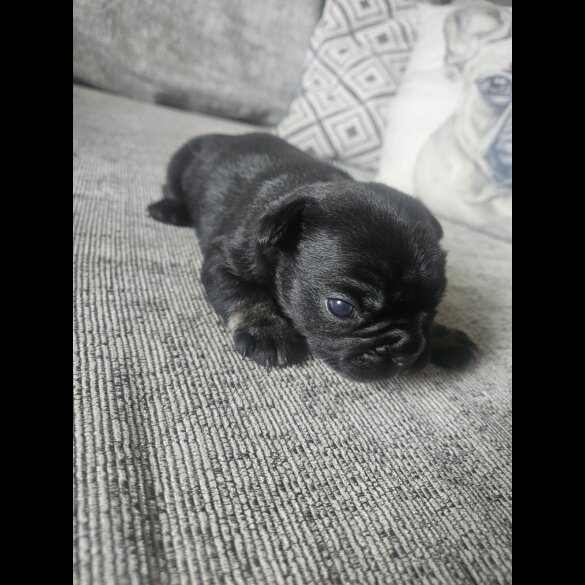 French Bulldog - Both