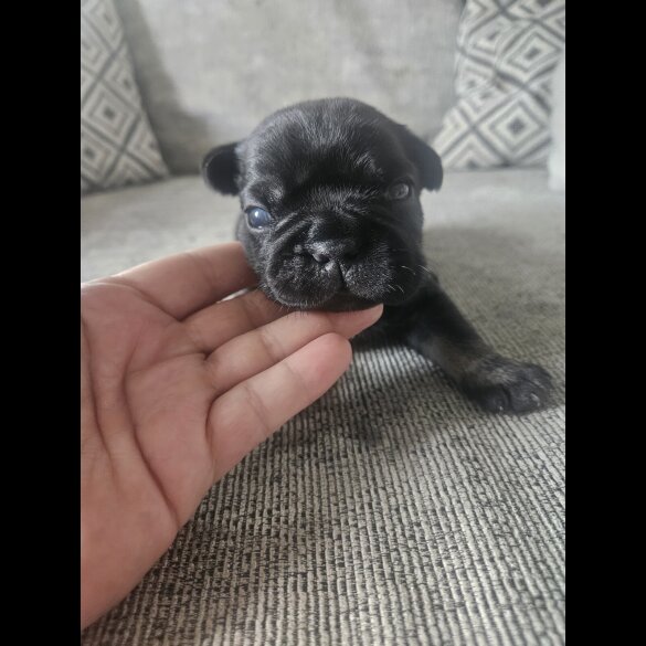 French Bulldog - Both