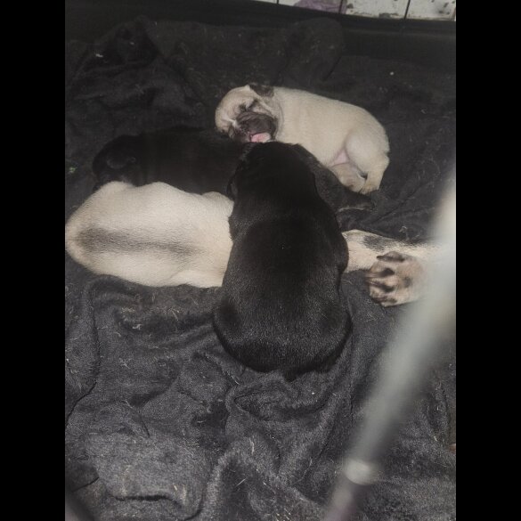 French Bulldog - Both