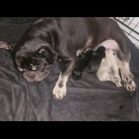 French Bulldog - Both