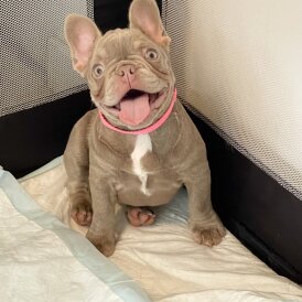 French Bulldog - Bitches