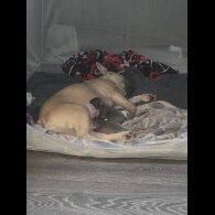 French Bulldog - Both