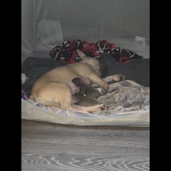 French Bulldog - Both