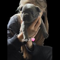 French Bulldog - Both