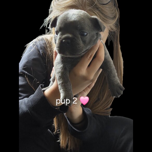 French Bulldog - Both