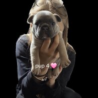 French Bulldog - Both