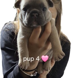 French Bulldog - Both