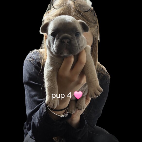 French Bulldog - Both