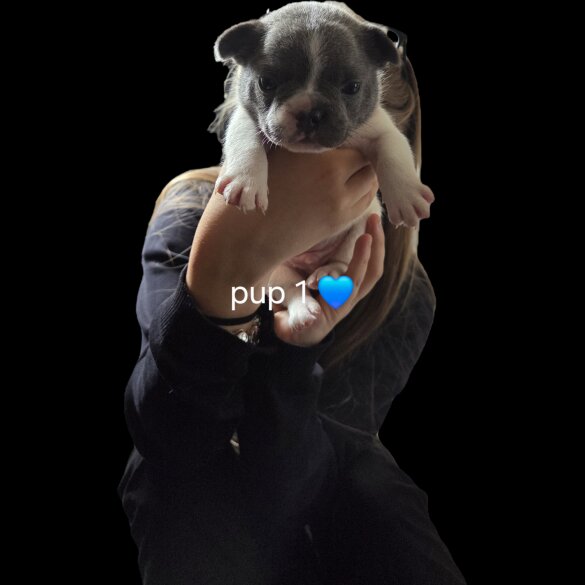 French Bulldog - Both