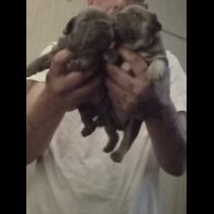 French Bulldog - Both