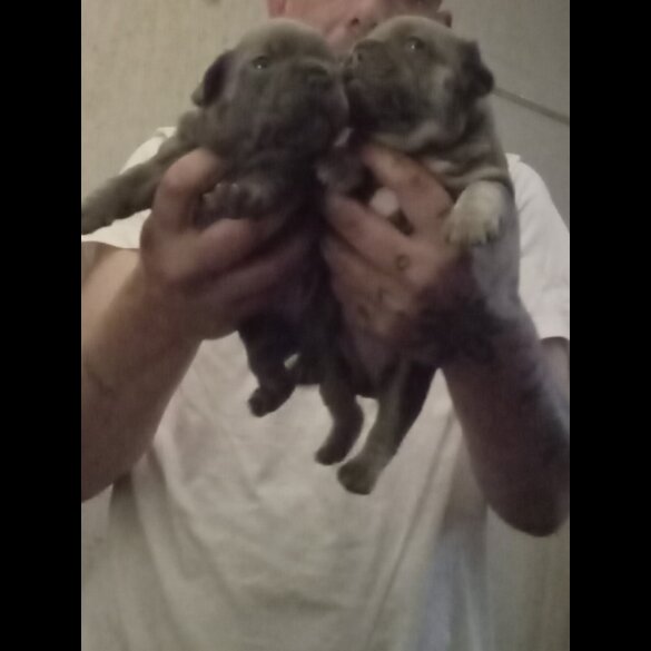 French Bulldog - Both