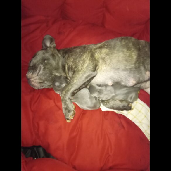 French Bulldog - Both