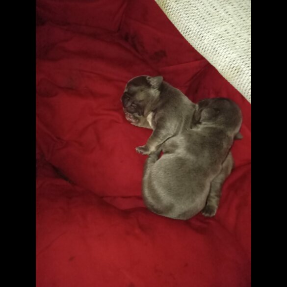 French Bulldog - Both