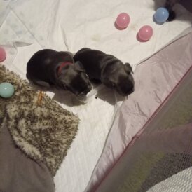 French Bulldog - Both