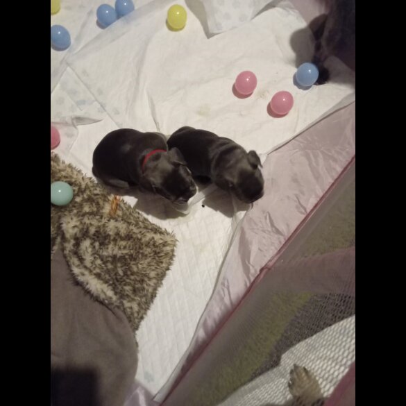 French Bulldog - Both