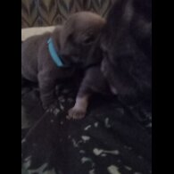 French Bulldog - Both