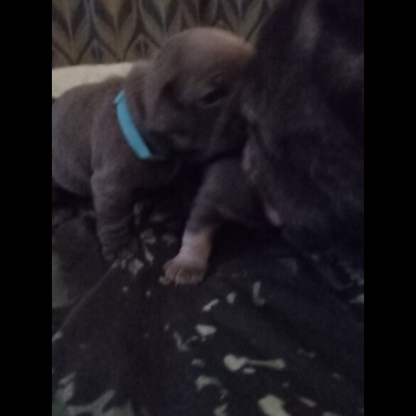 French Bulldog - Both