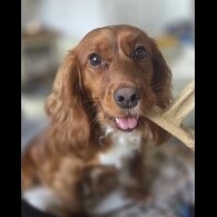 Cocker Spaniel (Working &amp; Show) - Both