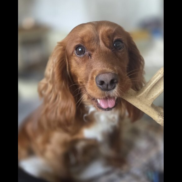 Cocker Spaniel (Working &amp; Show) - Both