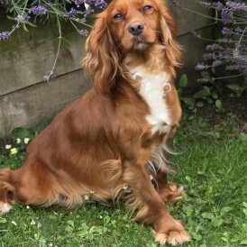 Cocker Spaniel (Working &amp; Show) - Both
