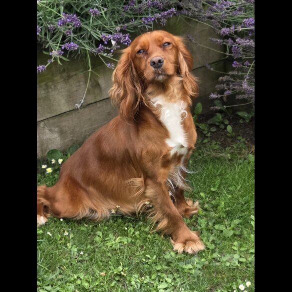 Cocker Spaniel (Working &amp; Show) - Both