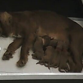 Cocker Spaniel (Working &amp; Show) - Both