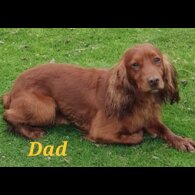 Cocker Spaniel (Working &amp; Show) - Both