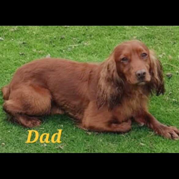 Cocker Spaniel (Working &amp; Show) - Both