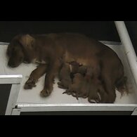 Cocker Spaniel (Working &amp; Show) - Both