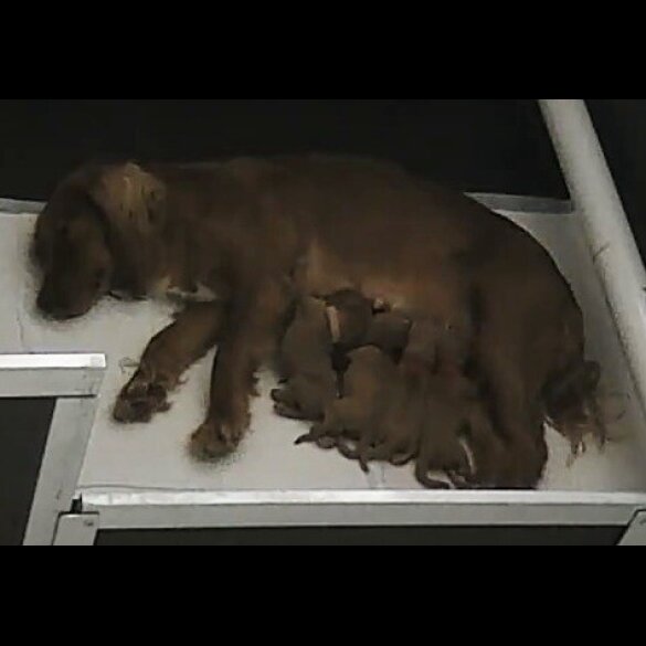 Cocker Spaniel (Working &amp; Show) - Both