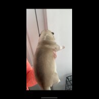 Siberian Husky - Both