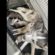 Siberian Husky - Both