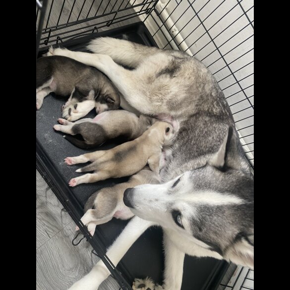 Siberian Husky - Both